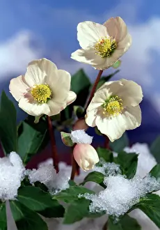 Daglish: Christmas Roses with Snow