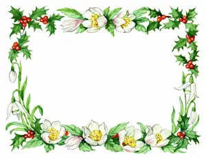 Snowdrops: Christmas roses, snowdrops and holly