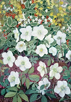 Norma: Christmas Roses ? with Winter Jasmine