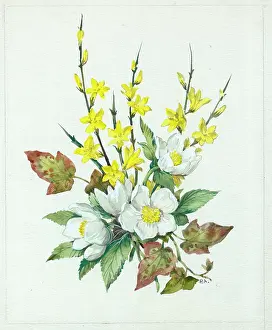 Jasmine: Christmas roses and winter jasmine