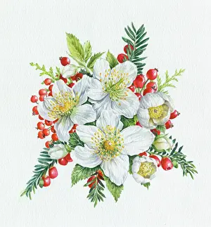 Bordewich: Christmas Roses and Yew Berries
