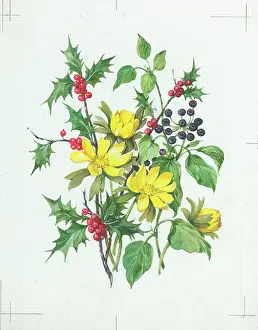 Aconites: Christmas spray