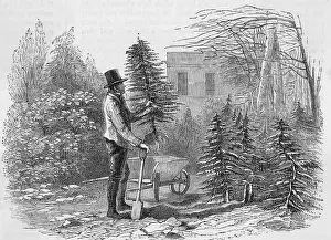 Obtaining: CHRISTMAS/TREE DUG UP