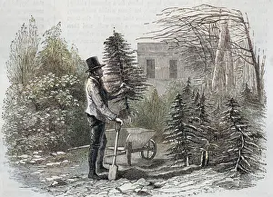 Obtaining: CHRISTMAS/TREE DUG UP