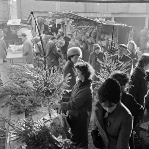 Christmas Tree Shopping