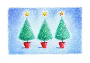Endersby: Three Christmas trees in pots