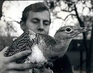 Grasshoppers: Christopher Marler with Great Bustard