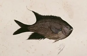 Damsel: Chromis chromis, damselfish