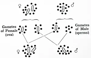 Punnett: Chromosomes of the bug Protenor, from RC Punnett