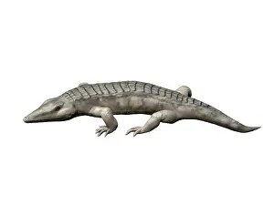 Amniote: Chroniosuchus is an extinct animal from the Paleozoic Era