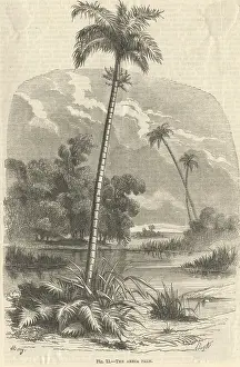 Arecaceae: Chrysalidocarpus lutescens, areca palm