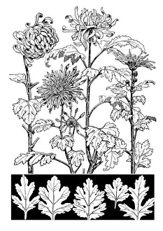 Lilley: Chrysanthemum