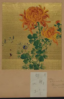 Chrysanthemum: Chrysanthemum