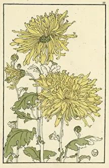 Chrysanthemum: Chrysanthemum