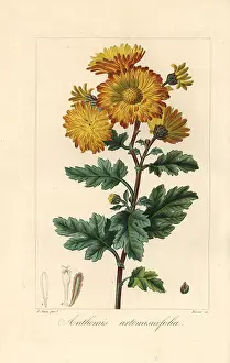 Bessa: Chrysanthemum, Anthemis artemisiaefolia, native to China