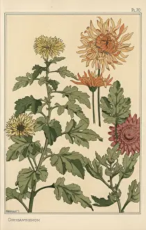 Grasset: Chrysanthemum botanical study