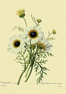 Chrysanthemum: Chrysanthemum carinatum