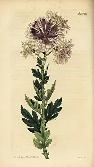 Weddell: Chrysanthemum, Chrysanthemum indicum