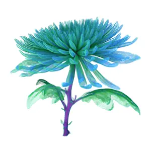 Tomography: Chrysanthemum, CT scan image