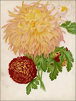 Chrysanthemum: CHRYSANTHEMUM/ENG.DIC.GN