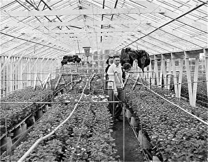 Hothouse: CHRYSANTHEMUM HOUSE
