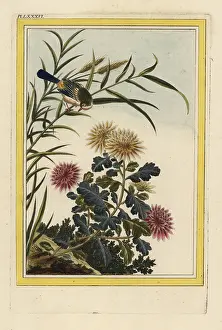 Rouges: Chrysanthemum indicum