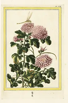 Chinoiserie: Chrysanthemum indicum with dragonfly