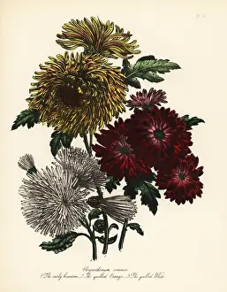 Perennials: Chrysanthemum indicum varieties