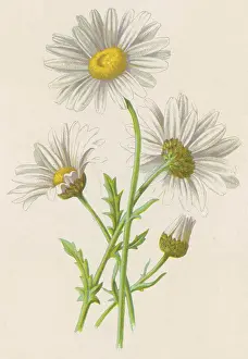 Chrysanthemum: CHRYSANTHEMUM LEUCANTH