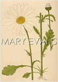 Leucanthemum: CHRYSANTHEMUM LEUCANTH