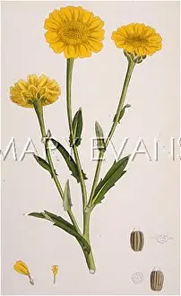 Segetum: CHRYSANTHEMUM SEGETUM