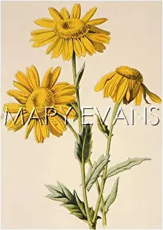 Segetum: CHRYSANTHEMUM SEGETUM
