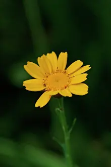 Chrysanthemum: Chrysanthemum segetum, corn marigold
