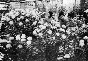Chrysanthemum: Chrysanthemum Show, Japan