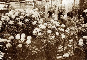 Chrysanthemum: Chrysanthemum Show, Japan