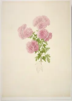 Chrysanthemum: Chrysanthemum sp. chrysanthemum