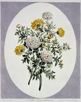 Chrysanthemum: Chrysanthemum sp. chrysanthemums