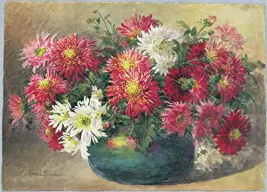 Pressland: Chrysanthemums