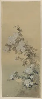 Chrysanthemum: Chrysanthemums