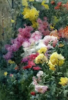Chrysanthemums: Chrysanthemums