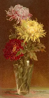 Bertha: Chrysanthemums