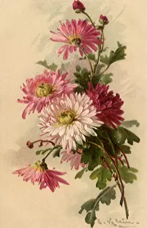 Klein: Chrysanthemums