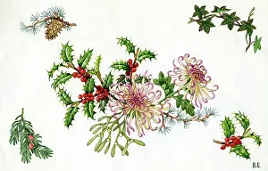 Sprig: Chrysanthemums, Holly and Mistletoe