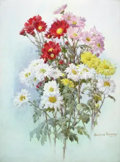 Gracie: Chrysanthemums ' pink, white, yellow & red