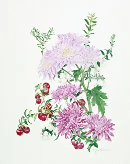 Chrysanthemums: Chrysanthemums with white and red berries