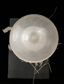 Jelly: Chrysaora isosceles, jellyfish
