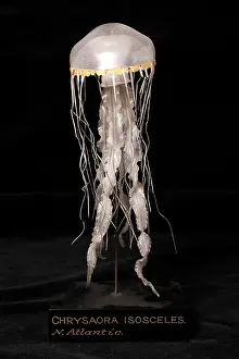 Nettle: Chrysaora isosceles, jellyfish model