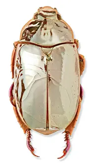 Reflective: Chrysina limbata, silver chafer beetle