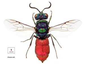 Oxide: Chrysis rudii, ruby-tailed wasp