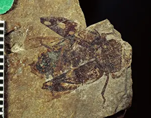 Crushed: Chrysobotris, fossil beetle